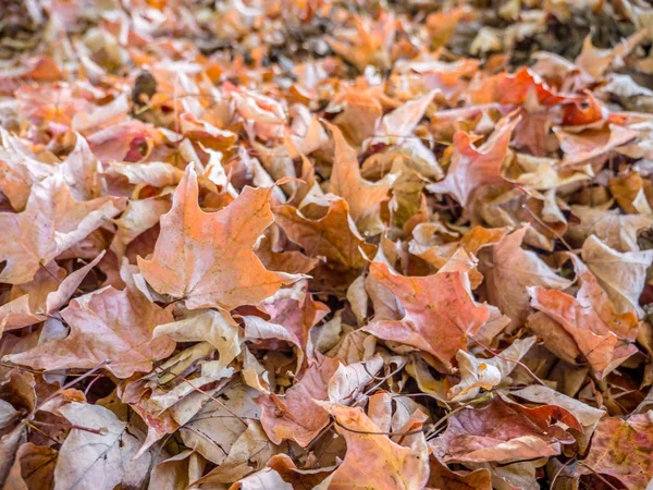 Fall leaf pile