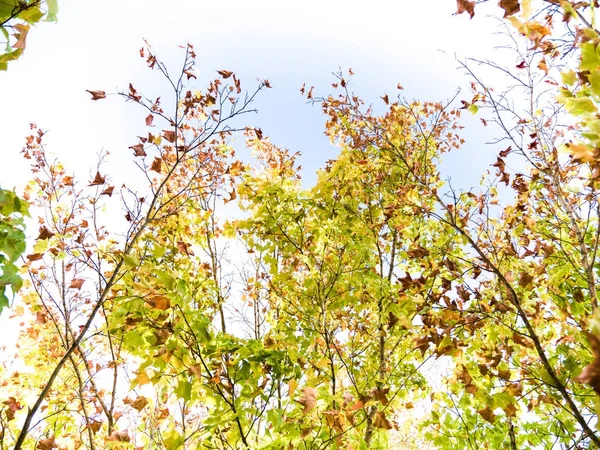 Maple tree grenar och blad — Stockfoto