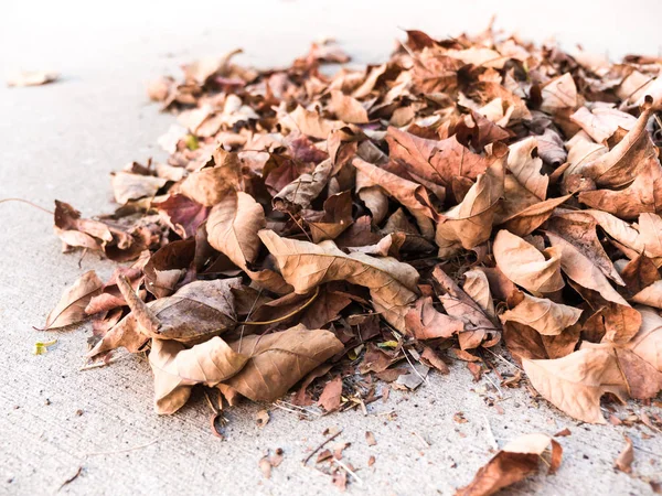 Sonbahar yaprak yığını