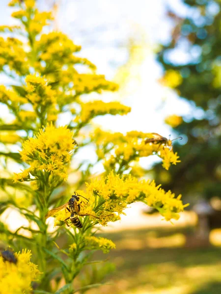 Pollenating yaban arısı closeup çiçeklerle sarı altın başak