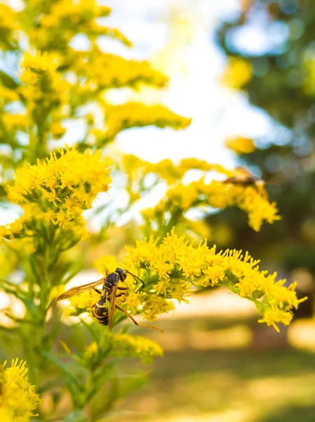 Pollenating yaban arısı closeup çiçeklerle sarı altın başak
