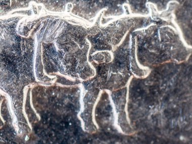 An extreme closeup macro detail microscopic image of the oxen that are pulling a covered wagon on the limited edition silver quarter usd coins including imperfections of scratches and scrapes. clipart