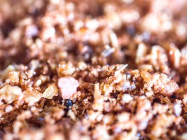 Bir aşırı closeup makro veya beyaz bir arka plan üzerinde izole baharat pişirme kırmızı biber mikroskobik detay resmi.