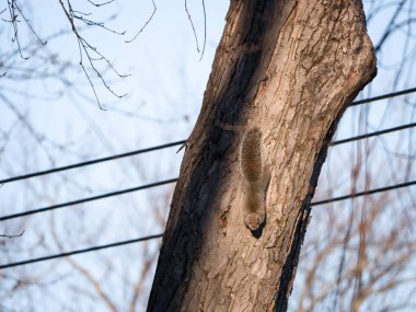 Ağaç kabuğu ayakları ile dar ve bir kentsel ortamda bir soğuk kış gününde kameraya bakarak, bir tek Doğu gri sincap veya sciurus carolinesis tırmanıyor.