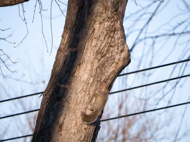 Bir tek Doğu gri sincap veya sciurus carolinesis tırmanıyor ve kendi ayakları ile kabuk bir kentsel ortamda bir soğuk kış gününde dar ağaca Racine.