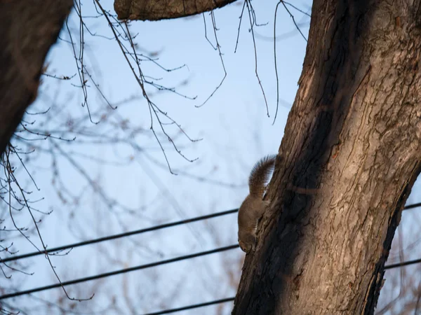 Single Eastern Gray Squirrel Sciurus Carolinesis Climbs Tree Clinging Bark — Stock Photo, Image