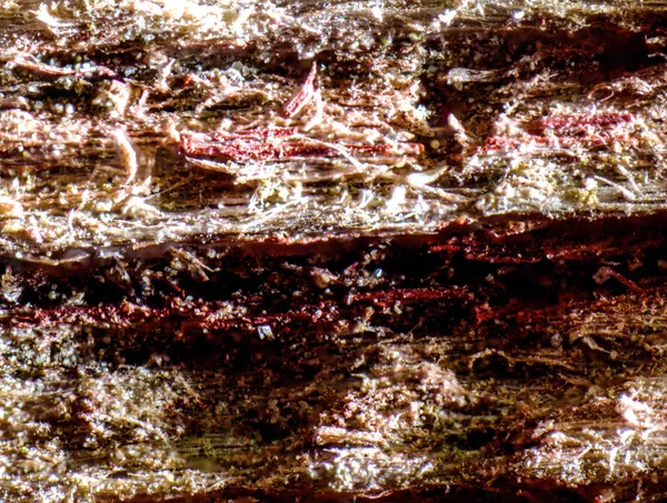 Microscopic Macro Photograph Piece Barnwood Showing Wood Fibers Intricate Textures — Stock Photo, Image