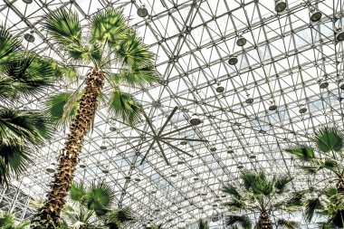 Chicago - 2nd Temmuz 2017: tropik bitkiler ve ağaçlar Navy Pier, sera atrium kaplı cam tavana doğru büyüyen ararken.