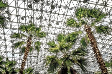 Chicago - 2nd Temmuz 2017: tropik bitkiler ve ağaçlar Navy Pier, sera atrium kaplı cam tavana doğru büyüyen ararken.