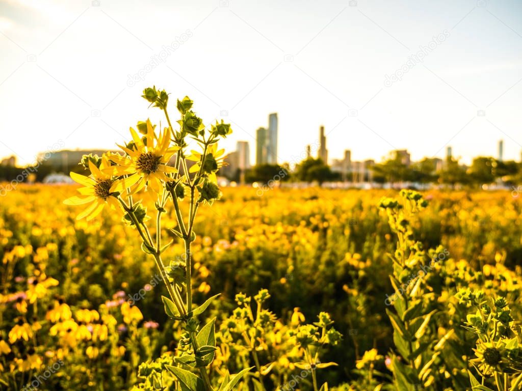 Beautiful wildflower field photograph on Northerly Island in Chicago at sunset golden hour with out of focus buildings in background and clouds in blue sky above