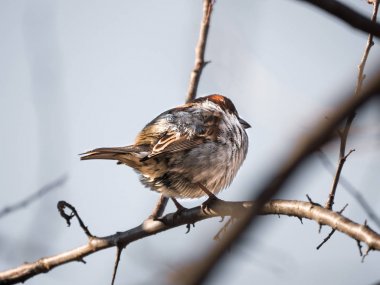 Bir ortak kahverengi ve beyaz İngiliz ev hassas ağaç dalı gökyüzünün bulanık bokeh arka plan ile ve Chicago'da kışın şubeler ile ötesinde oturan serçenin hayvan fotoğraf kapatmak.