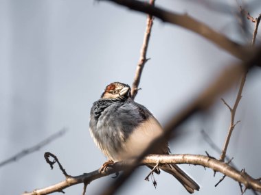 Bir ortak kahverengi ve beyaz İngiliz ev hassas ağaç dalı gökyüzünün bulanık bokeh arka plan ile ve Chicago'da kışın şubeler ile ötesinde oturan serçenin hayvan fotoğraf kapatmak.
