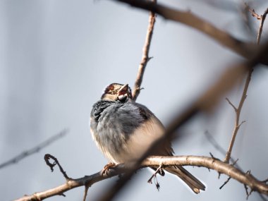 Bir ortak kahverengi ve beyaz İngiliz ev ağzı açık ve bulanık bokeh arka plan gökyüzü ile hassas ağaç dalı ve dalları ötesinde oturan serçenin hayvan fotoğraf yaban hayatı kapatın.