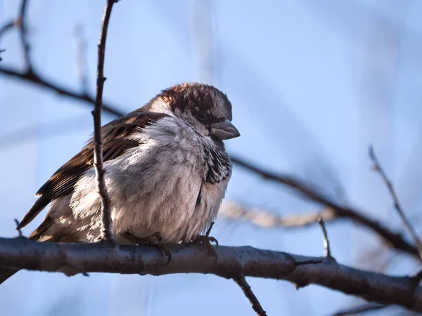 Крупним Планом Тварин Фотографують Поширених Коричневий Білий Англійський Будинок Горобця — стокове фото