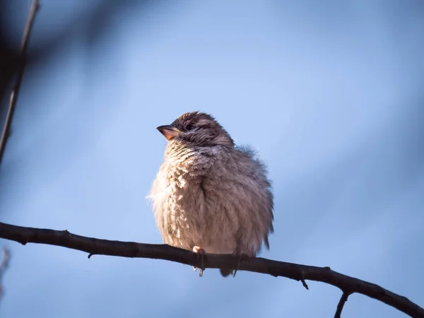 Foto Ravvicinata Della Fauna Selvatica Giovane Passero Forma Palla Fuzzy — Foto Stock