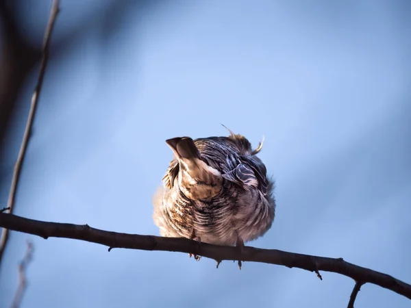 青い空の背景のぼけボケ味と繊細な木の枝とシカゴの冬を越えて枝の上に座って若いファジィ ボール雀の野生動物の写真を閉じる — ストック写真