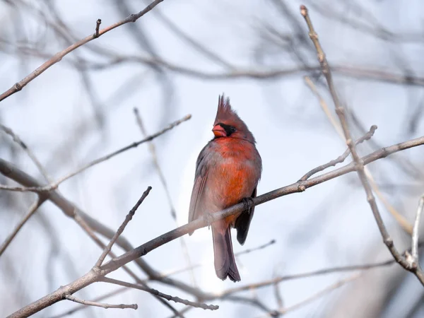 Piękne Zdjęcie Ptak Czerwony Kardynał Kolcami Piór Głowy Siedzącego Gałęzi — Zdjęcie stockowe