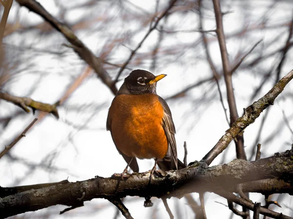 Close Fotografia Animale Pancia Arancione Pettirosso Americano Con Piume Liscio — Foto Stock