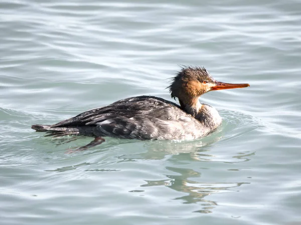 Fotografia Pato Merganser Peito Vermelho Com Coloração Laranja Cinza Vermelha — Fotografia de Stock