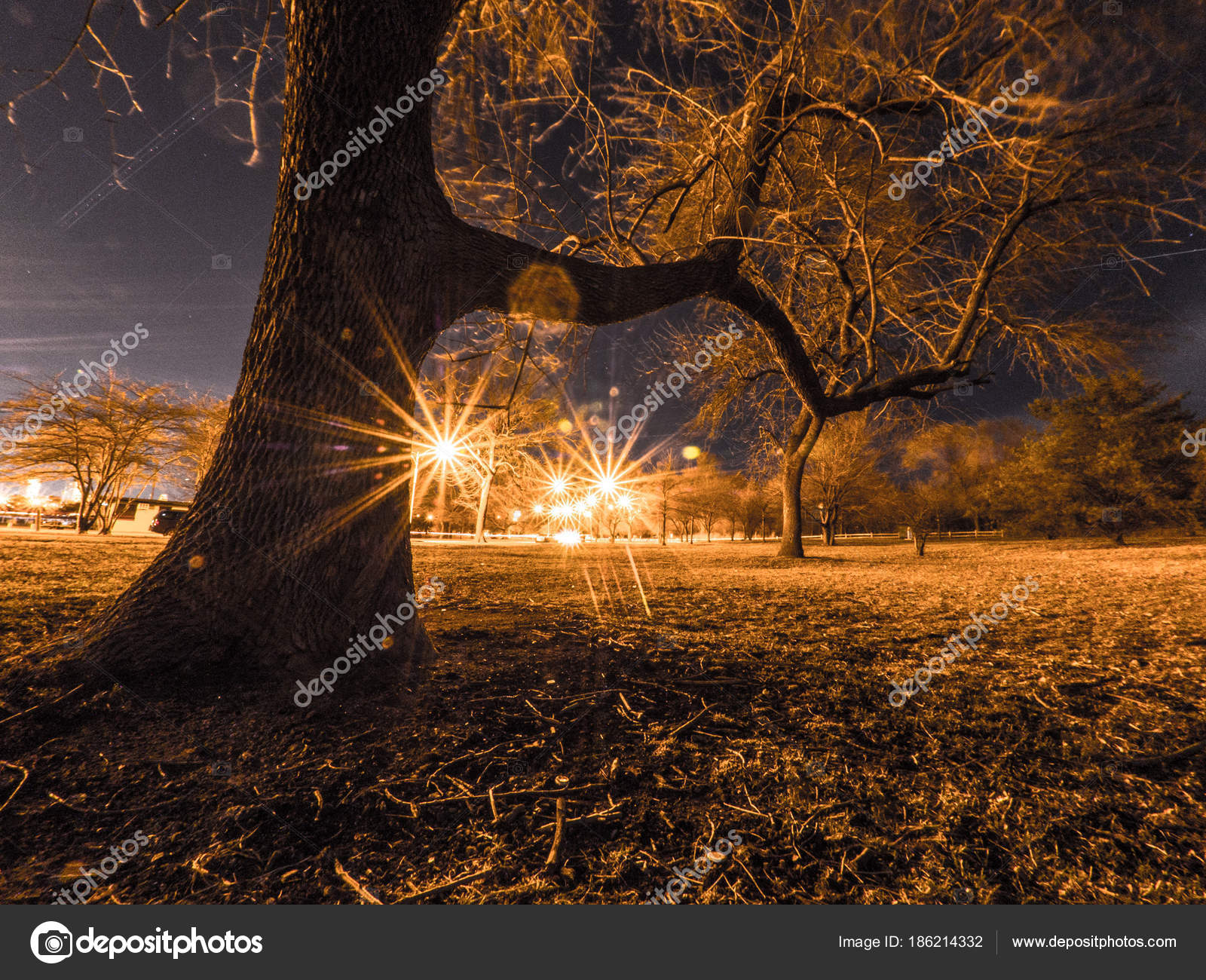 长时间曝光广角的夜晚照片在芝加哥一棵看上去很恐怖的光秃秃的树和树枝有街灯和黑暗的夜空——图库图片© Jkirsch13 #186214332, image size:1600x1300