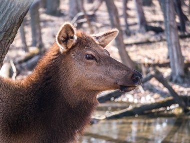Bir yetişkin dişi geyik geyik orman Busse korumak elk arazide uzun boylu sarı otları ile kahverengi kürk ve Elk Grove Village Illinois arka planda ağaçları ile baş shot kadar kapatın.