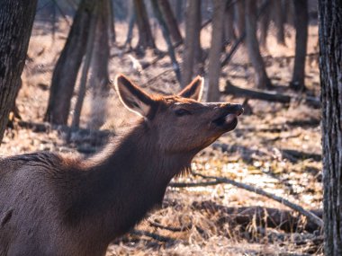 Uzun boylu sarı otlar ve ağaçlar Elk Grove Village Illinois arka planda elk emekliye korumak Busse orman içinde boynunu germe kahverengi kürklü bir yetişkin dişi geyik geyik görünümü kapatın.