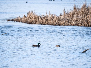 Yeşilbaş ördekler uzun ve uzun otların kenarlar ve parlak mavi su ve ağaçların ötesinde bir su birikintisi üzerinde güzel manzara fotoğrafı.