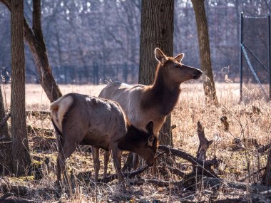Bir yetişkin anne ve genç geyik geyik orman Busse korumak elk arazide uzun boylu sarı otları ile kahverengi kürk ve arka planda Elk Grove Village Illinois ağaçlarda görünümünü kapat.