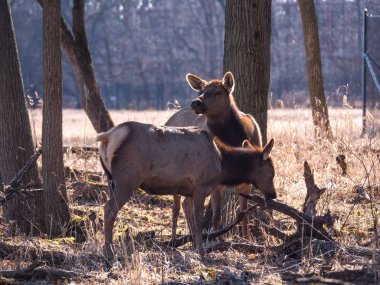 Bir yetişkin anne ve genç geyik geyik orman Busse korumak elk arazide uzun boylu sarı otları ile kahverengi kürk ve arka planda Elk Grove Village Illinois ağaçlarda görünümünü kapat.