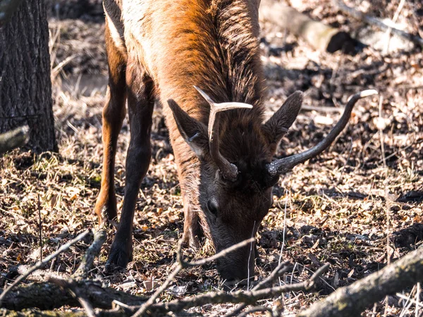 Close View Adult Male Bull Elk Deer Brown Fur Busse — Stock Photo, Image