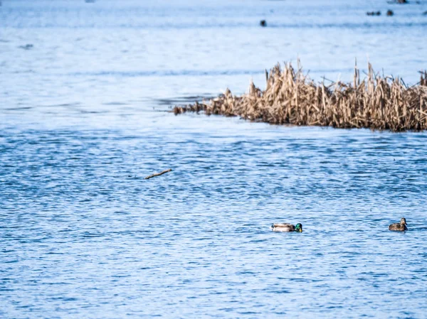 美丽的风景照片的野鸭鸭在一个池塘与香蒲和高大的草地边缘和明亮的蓝色水和树木超越 — 图库照片