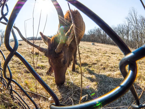 Close View Adult Male Bull Elk Deer Brown Fur Chain — Stock Photo, Image