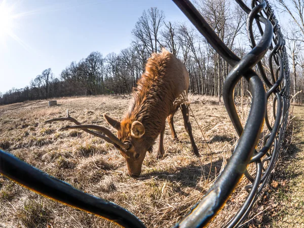 Close View Adult Male Bull Elk Deer Brown Fur Chain — Stock Photo, Image