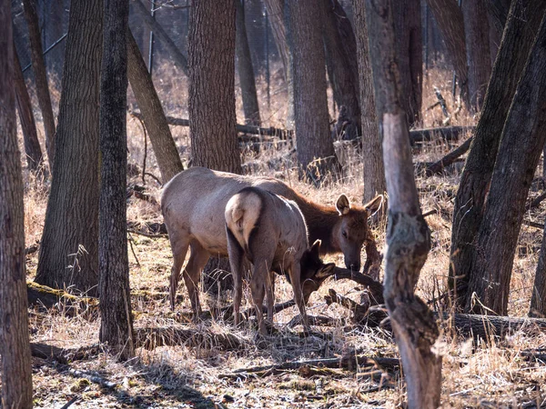 Close View Adult Mother Young Elk Deer Brown Fur Busse — Stock Photo, Image