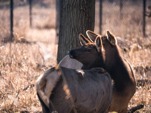 Close View Adult Mother Young Elk Deer Brown Fur Busse — Stock Photo, Image