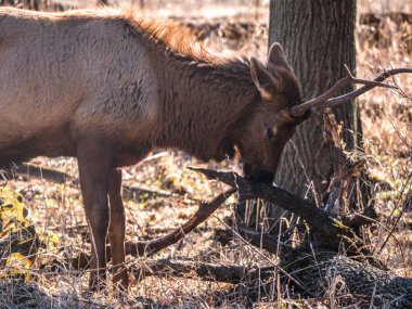 Bir yetişkin erkek boğa elk geyik orman Busse korumak elk arazide uzun boylu sarı otları ile kahverengi kürk ve arka planda Elk Grove Village Illinois ağaçlarda görünümünü kapat.