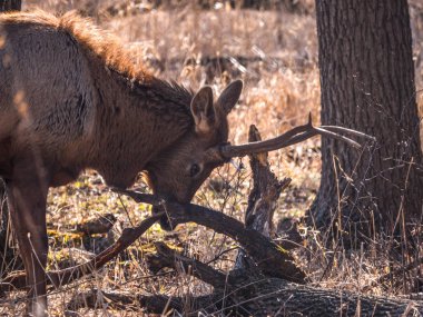 Bir yetişkin erkek boğa elk geyik orman Busse korumak elk arazide uzun boylu sarı otları ile kahverengi kürk ve arka planda Elk Grove Village Illinois ağaçlarda görünümünü kapat.