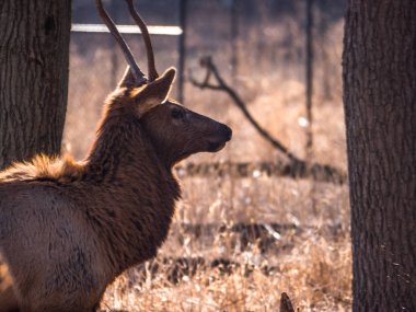 Bir yetişkin erkek boğa elk geyik orman Busse korumak elk arazide uzun boylu sarı otları ile kahverengi kürk ve arka planda Elk Grove Village Illinois ağaçlarda görünümünü kapat.