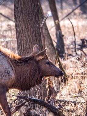 Bir yetişkin erkek boğa elk geyik orman Busse korumak elk arazide uzun boylu sarı otları ile kahverengi kürk ve arka planda Elk Grove Village Illinois ağaçlarda görünümünü kapat.