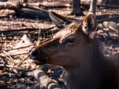 Bir yetişkin dişi geyik geyik orman Busse korumak elk arazide uzun boylu sarı otları ile kahverengi kürk ve Elk Grove Village Illinois arka planda ağaçları ile baş shot kadar kapatın.