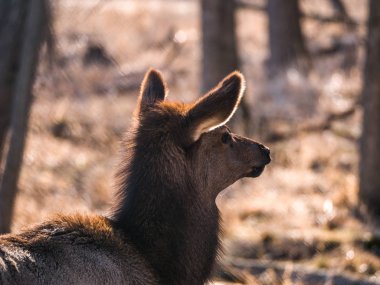 Bir yetişkin dişi geyik geyik orman Busse korumak elk arazide uzun boylu sarı otları ile kahverengi kürk ve Elk Grove Village Illinois arka planda ağaçları ile baş shot kadar kapatın.