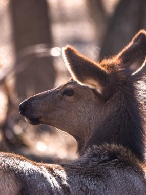 Bir yetişkin dişi geyik geyik orman Busse korumak elk arazide uzun boylu sarı otları ile kahverengi kürk ve Elk Grove Village Illinois arka planda ağaçları ile baş shot kadar kapatın.