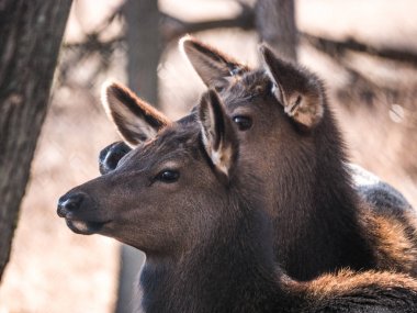 Bir yetişkin anne ve genç geyik geyik orman Busse korumak elk arazide uzun boylu sarı otları ile kahverengi kürk ve arka planda Elk Grove Village Illinois ağaçlarda görünümünü kapat.