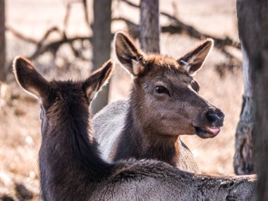 Görünümü onun dil ve genç geyik orman Busse korumak elk arazide uzun boylu sarı otları ile kahverengi kürk ve arka planda ağaçları ile dışarı yapışmasını bir yetişkin dişi geyik geyik kadar esprili yakın.