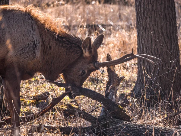 Close View Adult Male Bull Elk Deer Brown Fur Busse — Stock Photo, Image