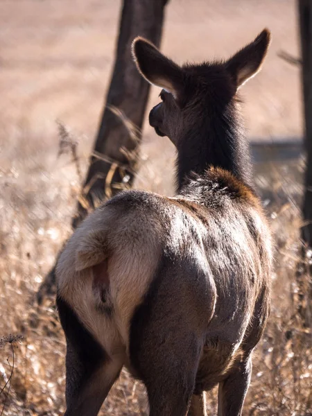 Close View Adult Female Elk Deer Brown Fur Busse Forest — Stock Photo, Image