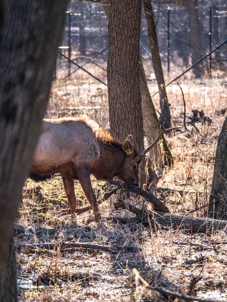 Bir yetişkin erkek boğa elk geyik orman Busse korumak elk arazide uzun boylu sarı otları ile kahverengi kürk ve arka planda Elk Grove Village Illinois ağaçlarda görünümünü kapat.
