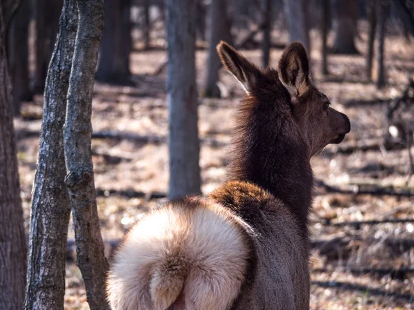 Close View Adult Female Elk Deer Brown Fur Busse Forest — Stock Photo, Image