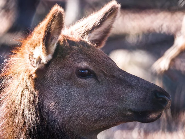 Close Head Shot Adult Female Elk Deer Brown Fur Busse — Stock Photo, Image