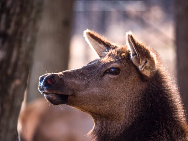 Close Head Shot Adult Female Elk Deer Brown Fur Busse — Stock Photo, Image